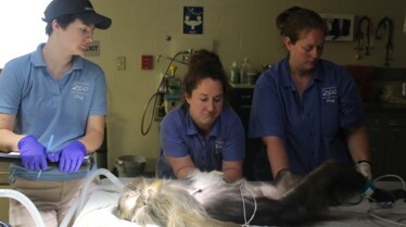 Au coeur du Zoo 3.jpg