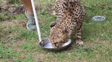 Au coeur du Zoo 4.jpg