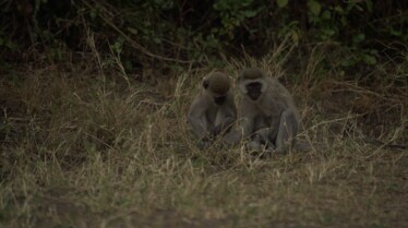 Merveilles de l'afrique - Rwanda 1.jpg