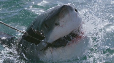 When Shark Attack 2.jpg