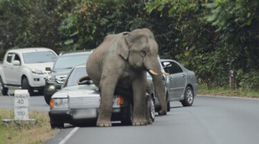 Animaux Deraillent 1.jpg