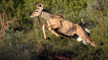 Animaux Deraillent 3.jpg