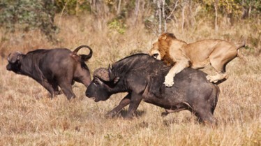 Animaux Deraillent 4.jpg