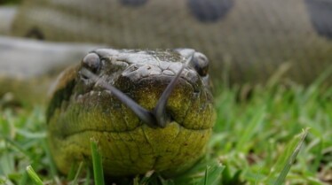 Serpent à sonnette 1.jpg