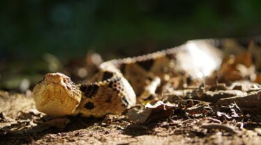 Serpent à sonnette 2.jpg