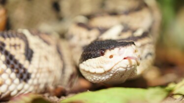 Serpent à sonnette 3.jpg