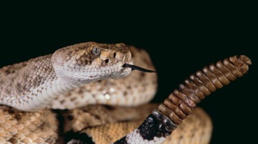 Serpent à sonnette 4.JPG