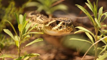 Serpent à sonnette 5.JPG