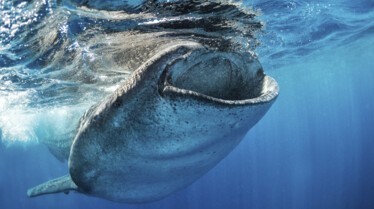 Animaux déraillent 2.jpg