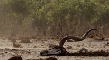 Botswana 4.jpg