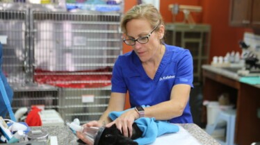 DR Ks Exotic Animal 2.jpg