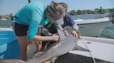 Shark Attack 1.jpg
