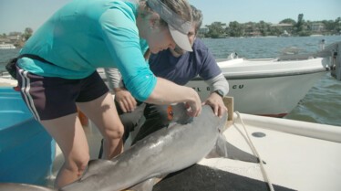 Shark Attack 4.jpg