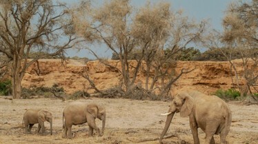 Afrique Royaume impitoyable 1.jpg