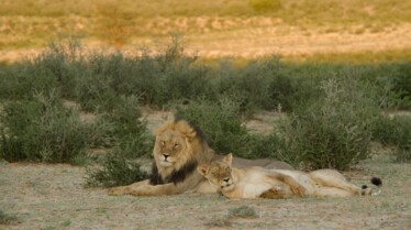 Afrique Royaume impitoyable 2.jpg