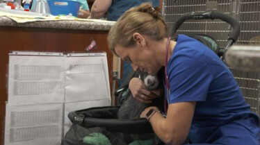 Clinique des animaux 1.jpg