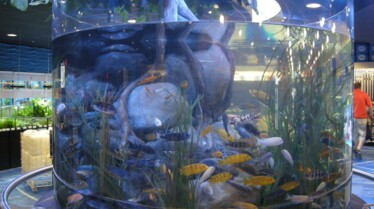 Le roi des aquariums 2.JPG