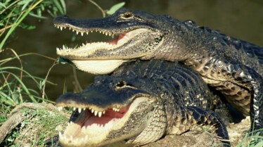 Les animaux déraillent 1.jpg