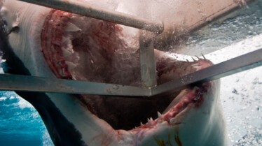 Les animaux déraillent 2.jpg