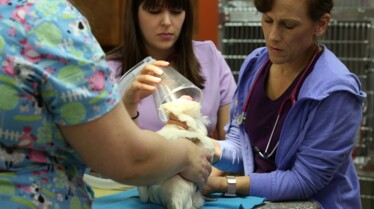 Clinique des animaux 3.jpg