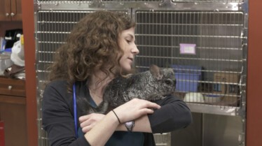 Clinique des animaux 4.jpg