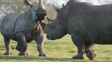 Les animaux déraillent 3.jpg