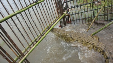 Man VS Crocodile 2.jpg