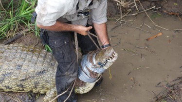 Man VS Crocodile 3.jpg