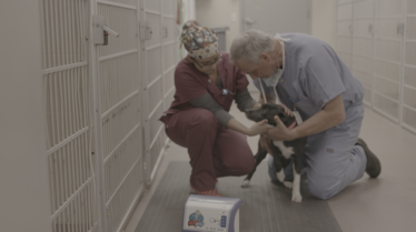 Urgences animales 2.tif