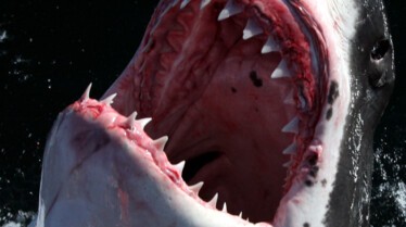 When Shark Attack 1.JPG