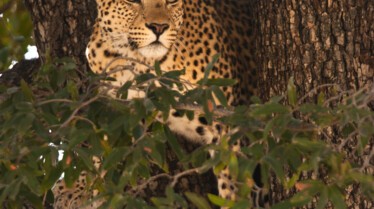 Journal d'un jeune léopard.jpg