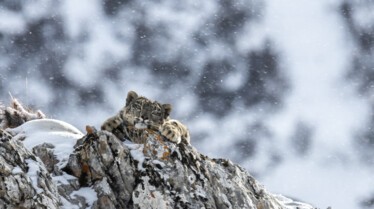 Le royaume du léopard des neiges 4.jpg
