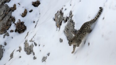 Le royaume du léopard des neiges 5.jpg