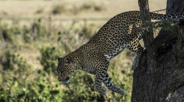 Léopard aux yeux de jade 3.JPG