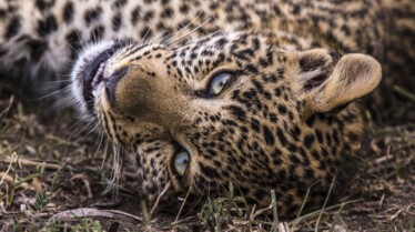 Léopard aux yeux de jade 4.JPG