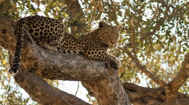 Leopard et hyene.jpg