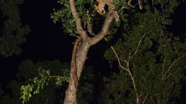 Leopard et hyene 1.jpg