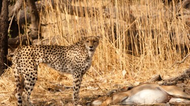 Serengeti Speed Queen 1.jpg