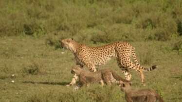 Serengeti Speed Queen 2.jpg