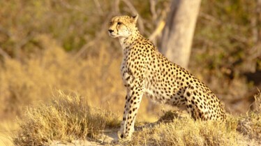 Serengeti Speed Queen 3.jpg
