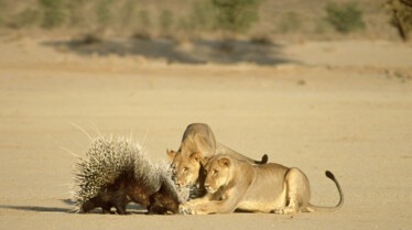 Les animaux déraillent 2.jpg