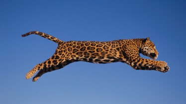 Les animaux déraillent 4.jpg