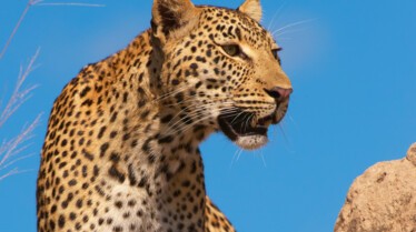 Les animaux déraillent 5.jpg