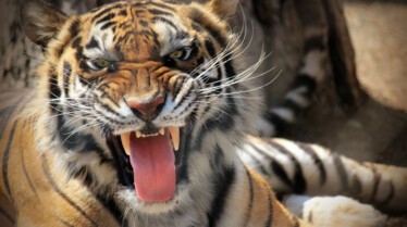 Les animaux deraillent 1.jpg