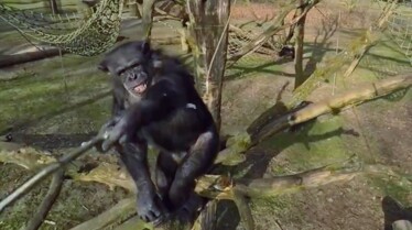 Les animaux déraillent 1.jpg
