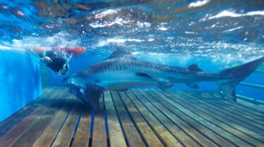 Les hommes requins 2.jpg