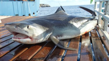 Les hommes requins 3.jpg