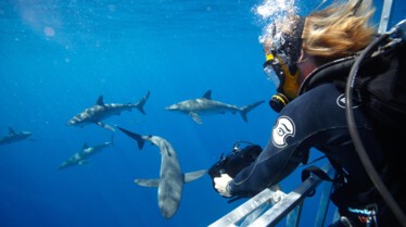 Les hommes requins 4.jpg