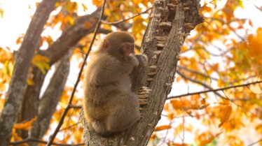 Destination Wild - Les macaques japonais 9.jpg