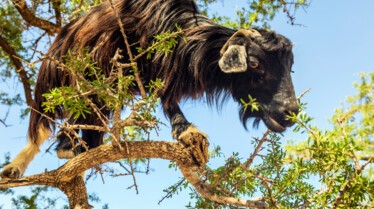 Les animaux déraillent 5.jpg
